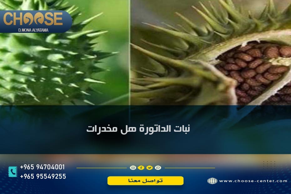 تعرف على نبات الداتورة/ وهل نبات الداتورة مخدر؟ 