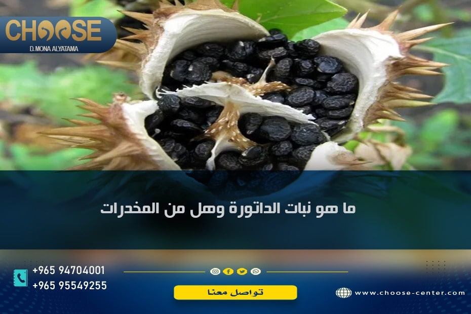 ما هو نبات الداتورة وهل مخدر ... وتعرف على 3 من فوائده الصحية